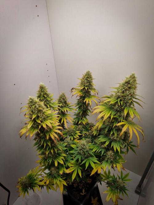 Sticky Broccoli Zamnesia SOIL. Week 12 - Day 56