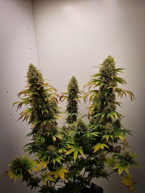 Sticky Broccoli Zamnesia SOIL. Week 12 - Day 56