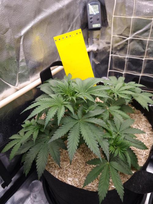 Sour Fruit Tartare Dutch Passion SOIL. Week 4 - Day 28