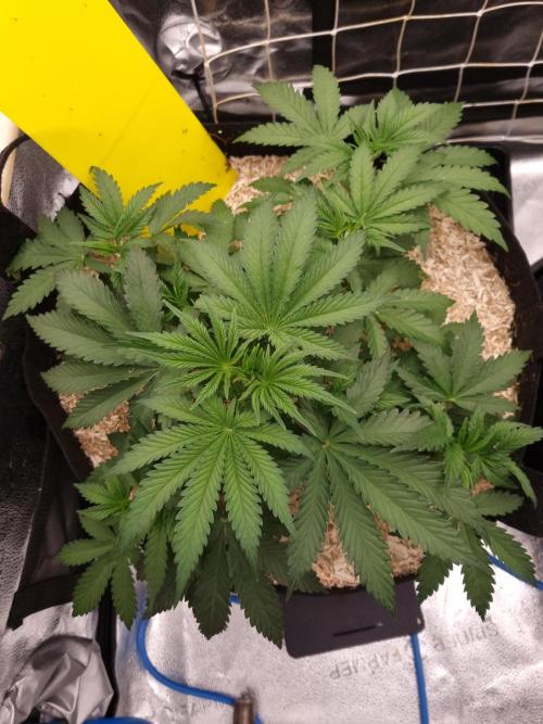 Sour Fruit Tartare Dutch Passion SOIL. Week 4 - Day 28