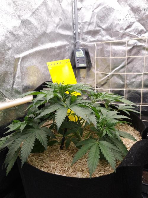 Sour Fruit Tartare Dutch Passion SOIL. Week 4 - Day 28