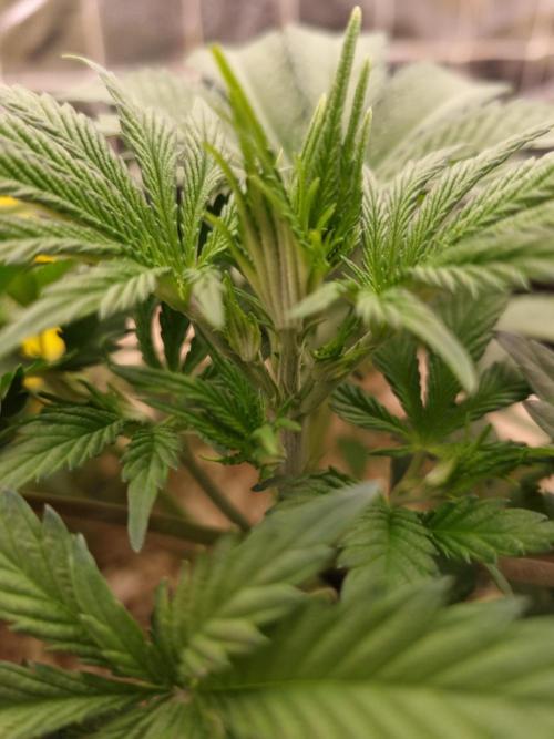 Sour Fruit Tartare Dutch Passion SOIL. Week 4 - Day 28