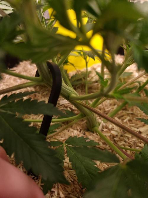 Sour Fruit Tartare Dutch Passion SOIL. Week 4 - Day 28