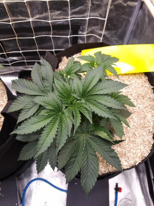 Cali Tings Wizard Trees SOIL. Week 4 - Day 28