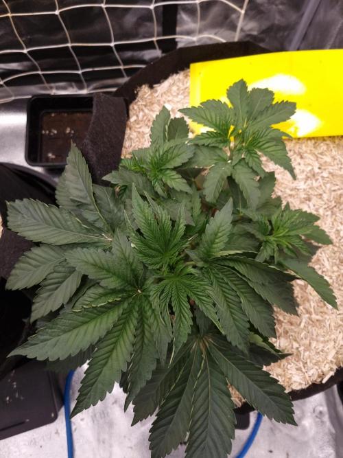 Cali Tings Wizard Trees SOIL. Week 4 - Day 28