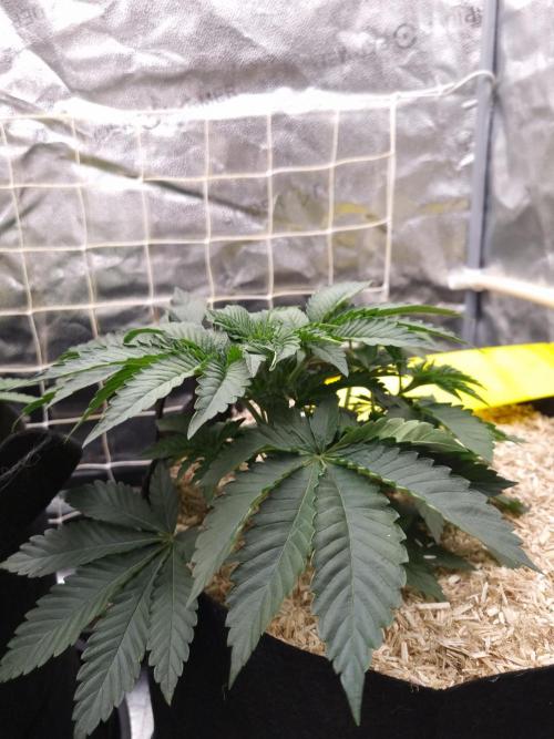 Cali Tings Wizard Trees SOIL. Week 4 - Day 28