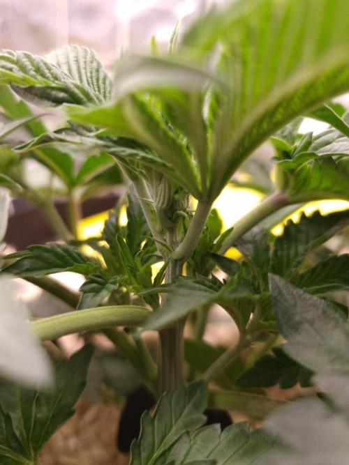 Cali Tings Wizard Trees SOIL. Week 4 - Day 28