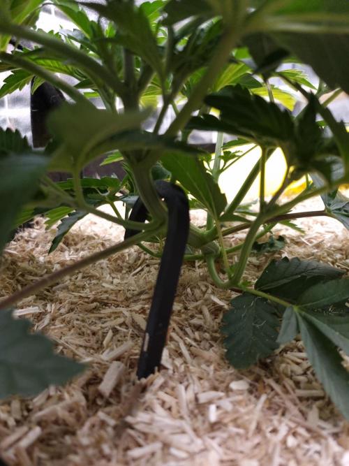 Cali Tings Wizard Trees SOIL. Week 4 - Day 28