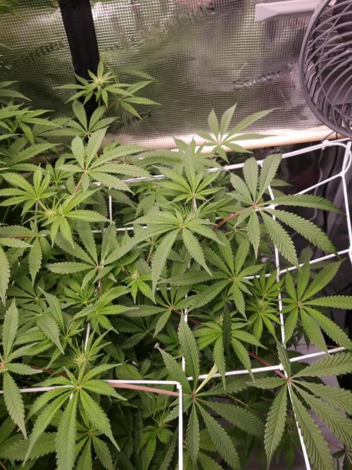 Slush Mint Cake Dutch Passion NFT. Week 8 - Day 14