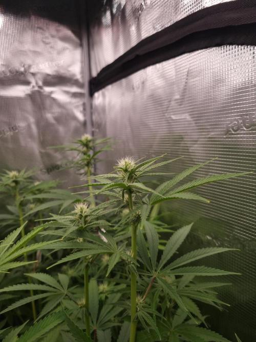 Aladdin Kush Khalifa Genetics NFT. Week 8 - Day 14