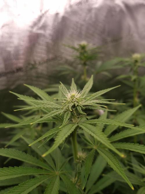 Aladdin Kush Khalifa Genetics NFT. Week 8 - Day 14
