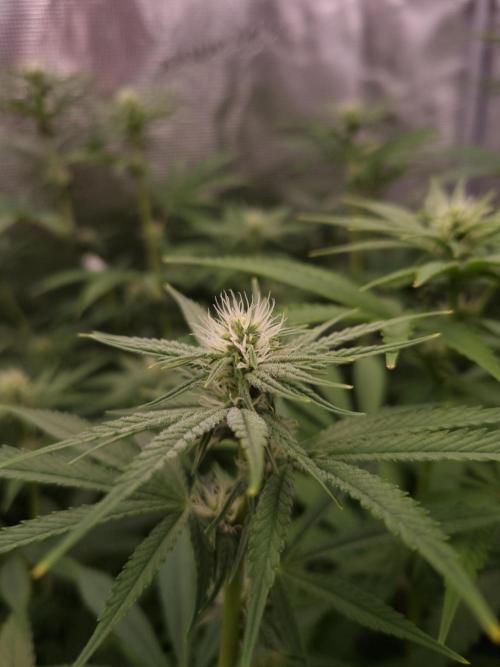Aladdin Kush Khalifa Genetics NFT. Week 8 - Day 14