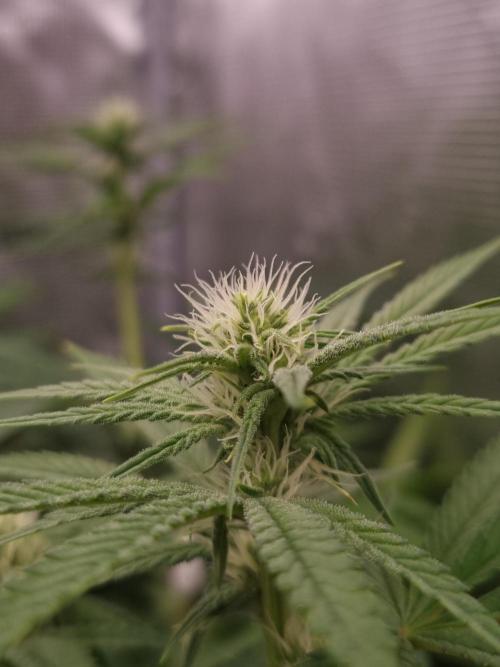 Aladdin Kush Khalifa Genetics NFT. Week 8 - Day 14