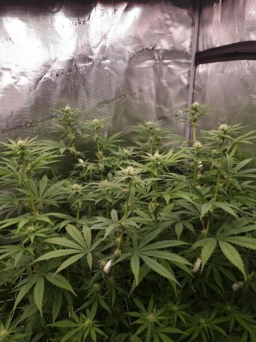 Aladdin Kush. Week 8