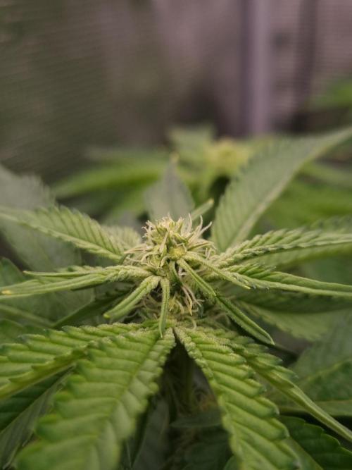 Frozen Nectar HappyPlant420 NFT. Week 8 - Day 14