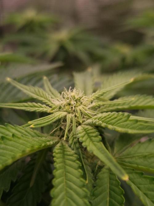 Frozen Nectar HappyPlant420 NFT. Week 8 - Day 14