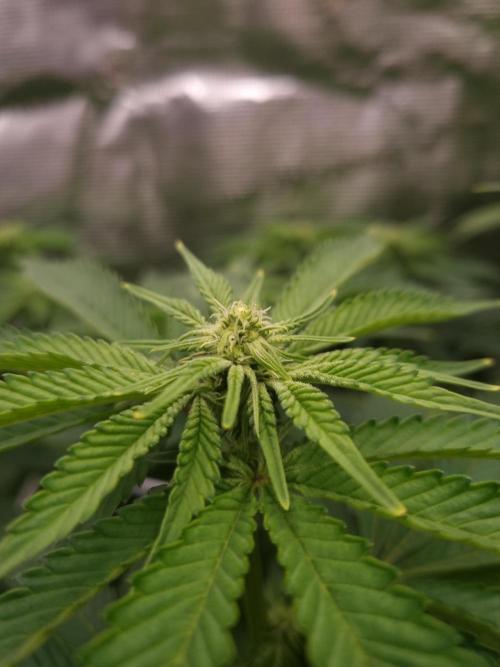 Frozen Nectar HappyPlant420 NFT. Week 8 - Day 14