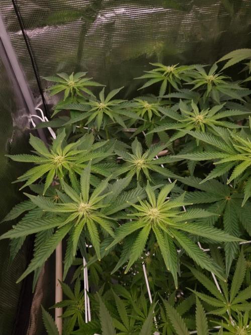 Frozen Nectar HappyPlant420 NFT. Week 8 - Day 14