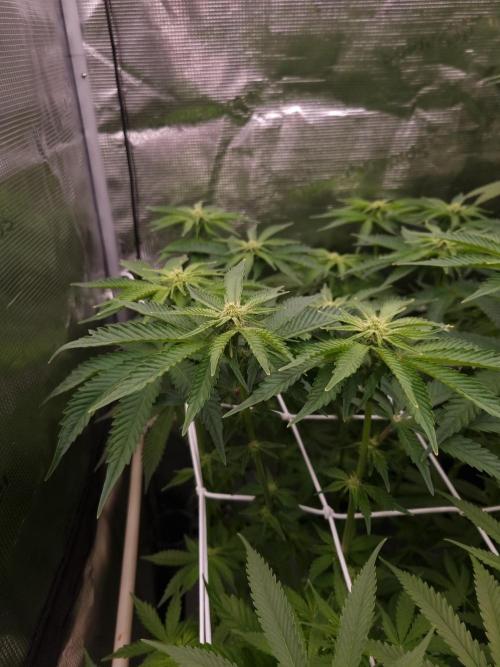 Frozen Nectar HappyPlant420 NFT. Week 8 - Day 14