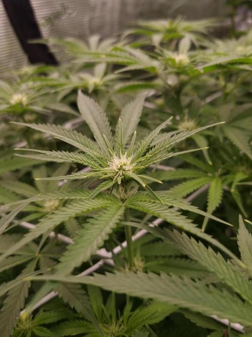 Durian Pie HappyPlant420 NFT. Week 8 - Day 14