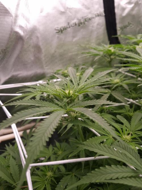 Durian Pie HappyPlant420 NFT. Week 8 - Day 14