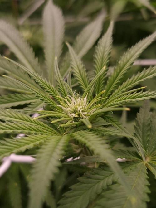 Durian Pie HappyPlant420 NFT. Week 8 - Day 14