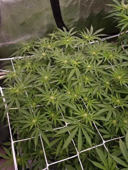 Durian Pie HappyPlant420 NFT. Week 8 - Day 14