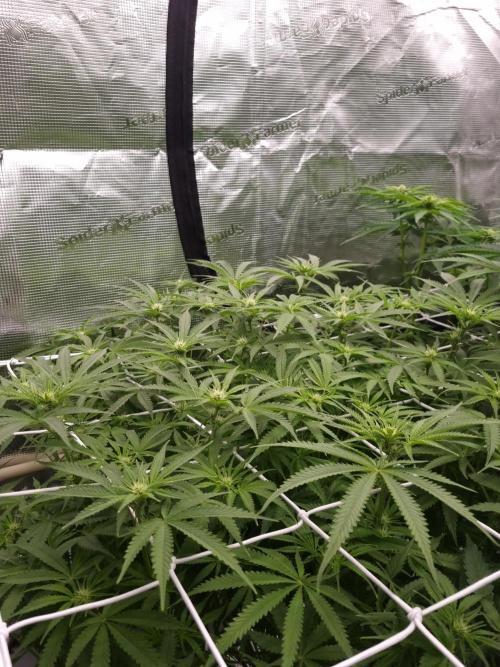 Durian Pie HappyPlant420 NFT. Week 8 - Day 14