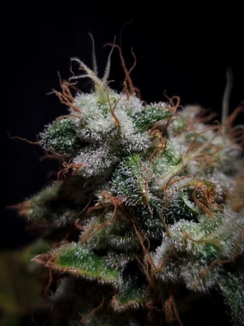 Grandpa Zombie IZI seeds SOIL. Week 13 - Day 63