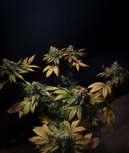 Grandpa Zombie IZI seeds SOIL. Week 13 - Day 63