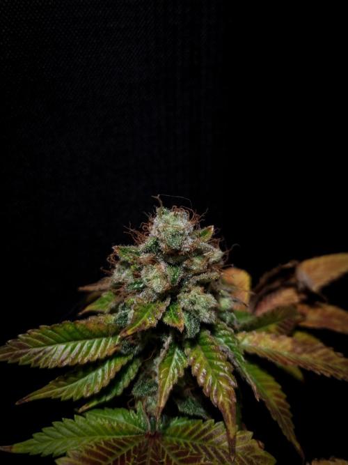 Grandpa Zombie IZI seeds SOIL. Week 13 - Day 63