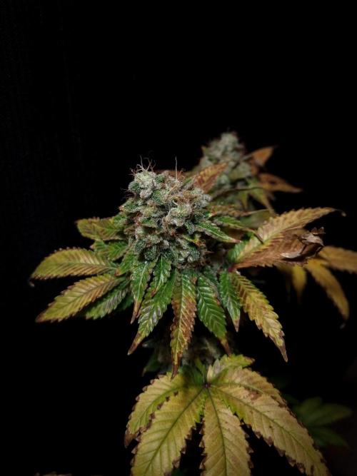 Grandpa Zombie IZI seeds SOIL. Week 13 - Day 63