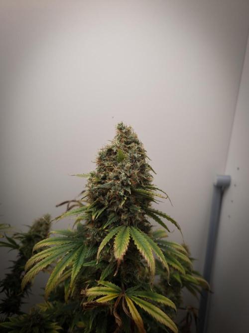 Sticky Broccoli Zamnesia SOIL. Week 13 - Day 63
