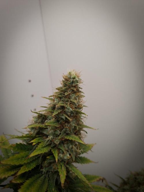 Sticky Broccoli Zamnesia SOIL. Week 13 - Day 63