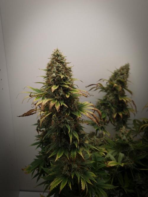 Sticky Broccoli Zamnesia SOIL. Week 13 - Day 63
