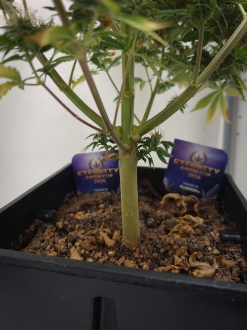 Sticky Broccoli Zamnesia SOIL. Week 13 - Day 63