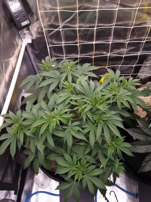Sour Fruit Tartare Dutch Passion SOIL. Week 5 - Day 35