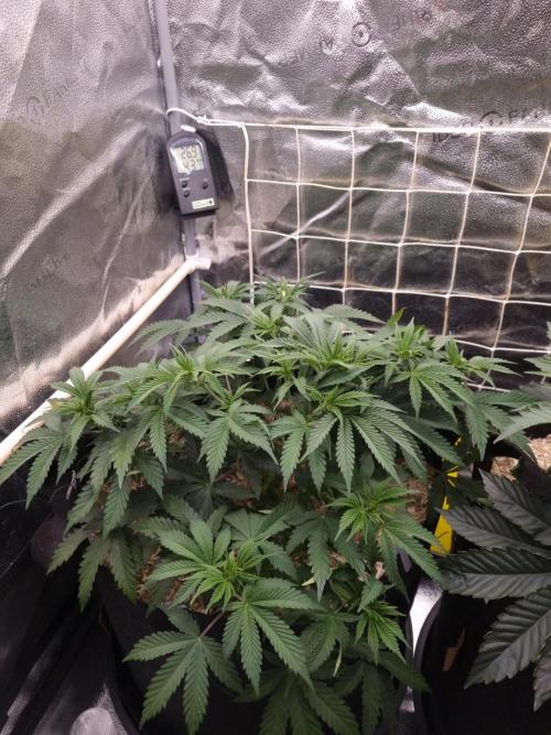Sour Fruit Tartare Dutch Passion SOIL. Week 5 - Day 35