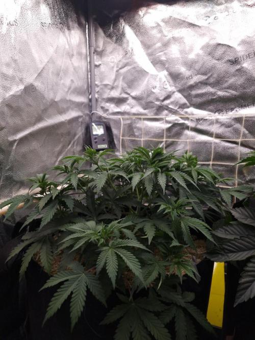 Sour Fruit Tartare Dutch Passion SOIL. Week 5 - Day 35