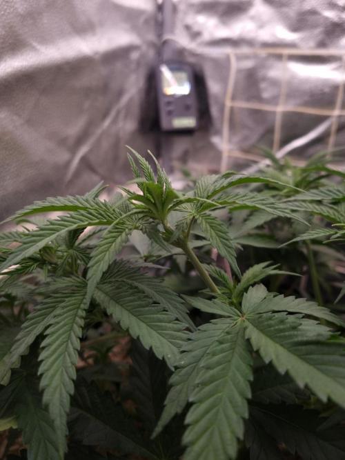 Sour Fruit Tartare Dutch Passion SOIL. Week 5 - Day 35