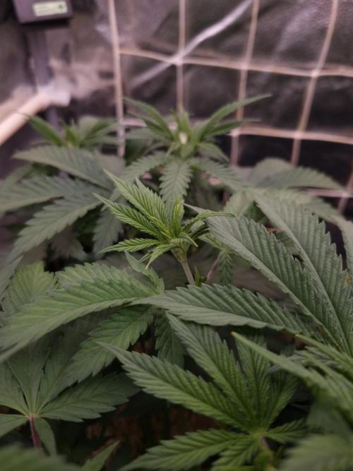 Sour Fruit Tartare Dutch Passion SOIL. Week 5 - Day 35