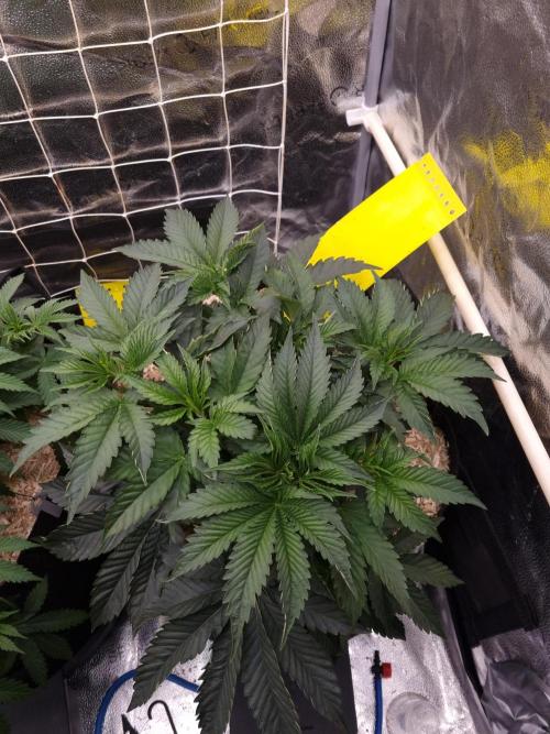 Cali Tings Wizard Trees SOIL. Week 5 - Day 35