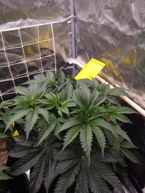 Cali Tings Wizard Trees SOIL. Week 5 - Day 35