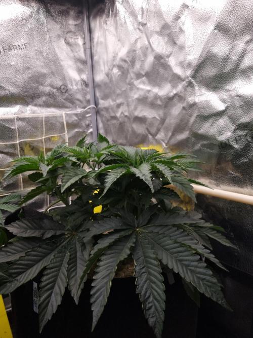 Cali Tings Wizard Trees SOIL. Week 5 - Day 35