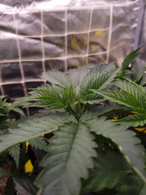 Cali Tings Wizard Trees SOIL. Week 5 - Day 35