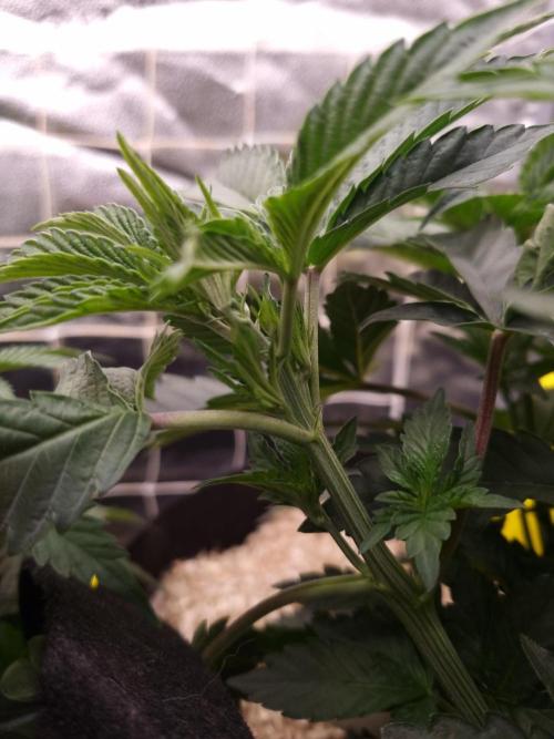 Cali Tings Wizard Trees SOIL. Week 5 - Day 35