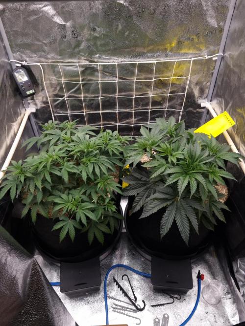 Sour Fruit Tartare Dutch Passion SOIL. Week 5 - Day 35 SFT left side.