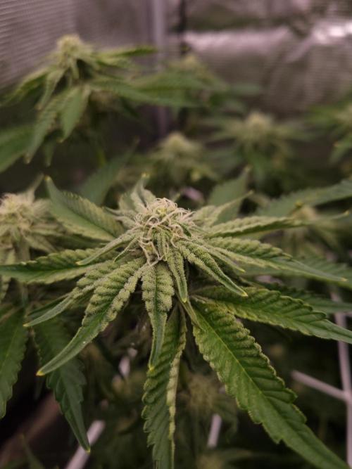 Frozen Nectar HappyPlant420 NFT. Week 9 - Day 21