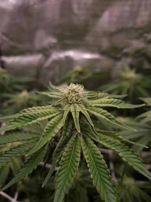 Frozen Nectar HappyPlant420 NFT. Week 9 - Day 21