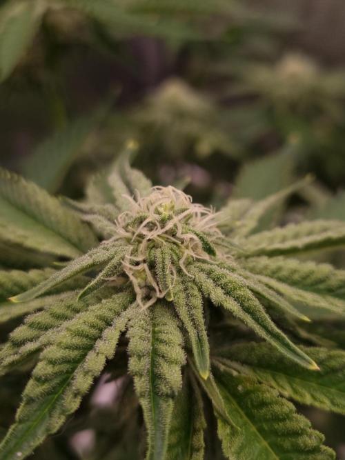 Frozen Nectar HappyPlant420 NFT. Week 9 - Day 21